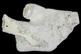 Agatized Fossil Coral Geode - Florida #105320-2